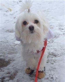 maltese-with-squared-hair-cut 